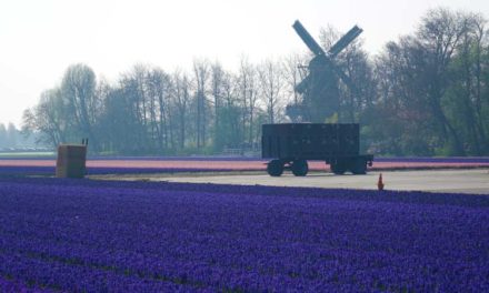 Tulip Season Holland –  7 Million Flower Bulbs Bloom In Spring