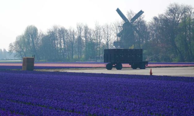 Tulip Season Holland –  7 Million Flower Bulbs Bloom In Spring