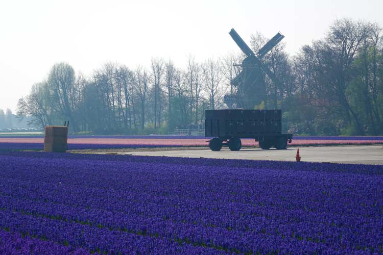 Tulip Season Holland - 7 Million Flower Bulbs Bloom In Spring