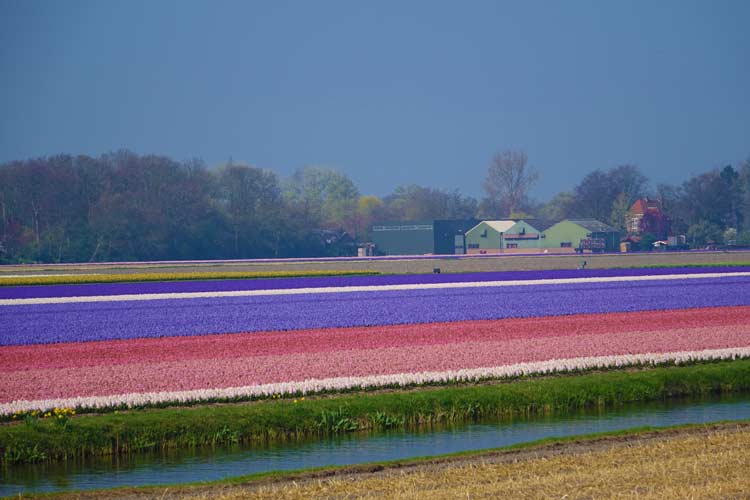 Tulip Season Holland -  7 Million Flower Bulbs Bloom In Spring
