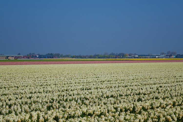 Tulip Season Holland - 7 Million Flower Bulbs Bloom In Spring