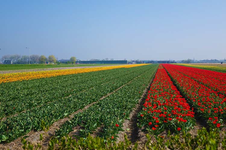 Tulip Season Holland -  7 Million Flower Bulbs Bloom In Spring