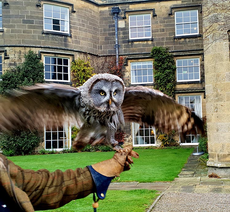 Owl at swinton estate