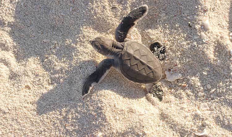 Turtle swimming in plastic