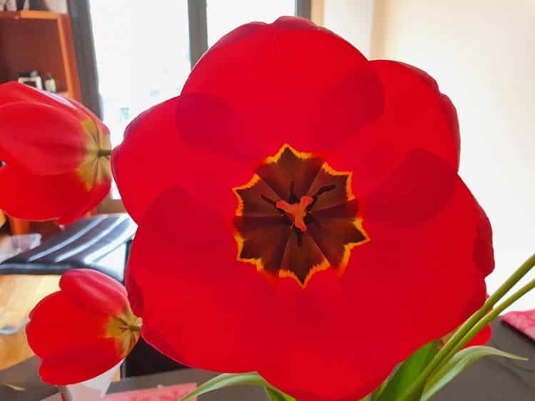 Covid 19 Victory Red Lipstick