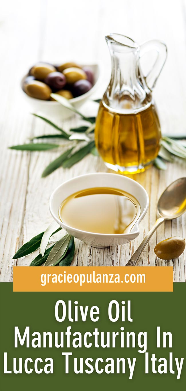 Olive Oil Manufacturing In Lucca Tuscany Italy