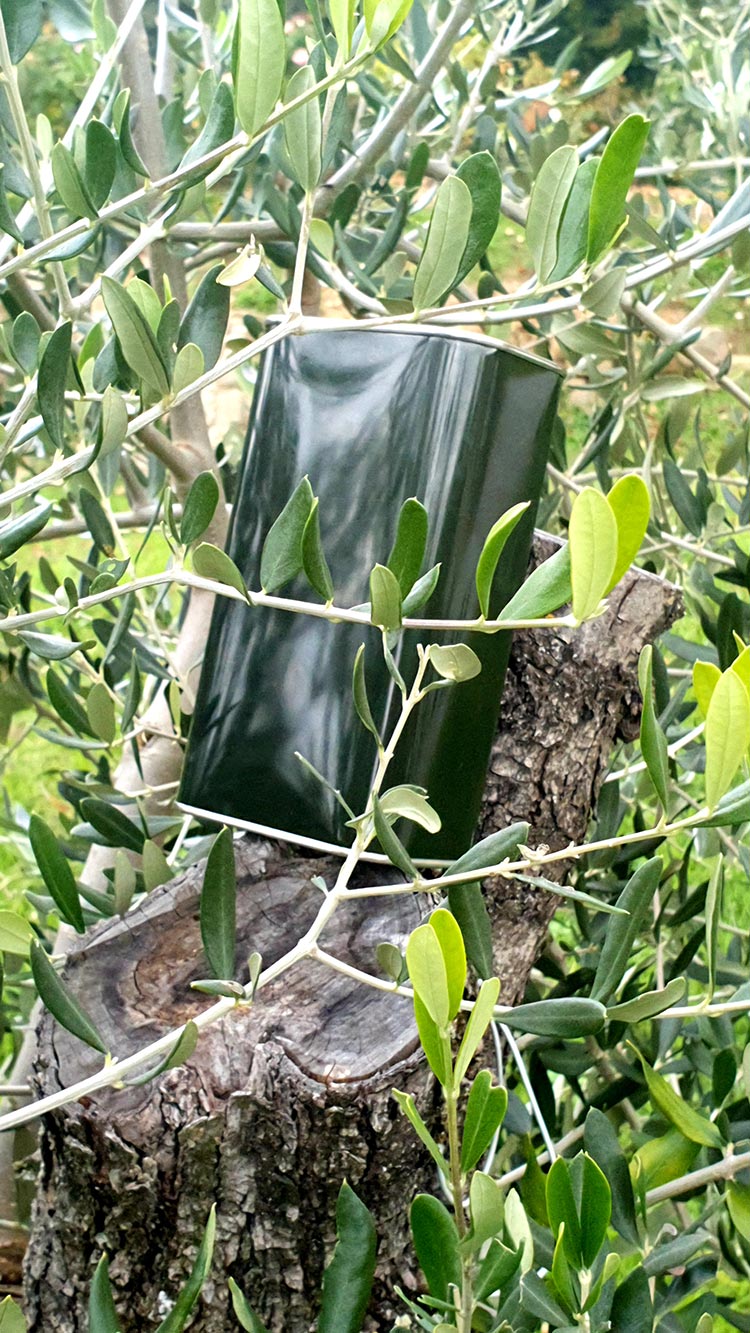 Fattoria Mansi Bernardini 2020 Olive Oil Tuscany Lucca