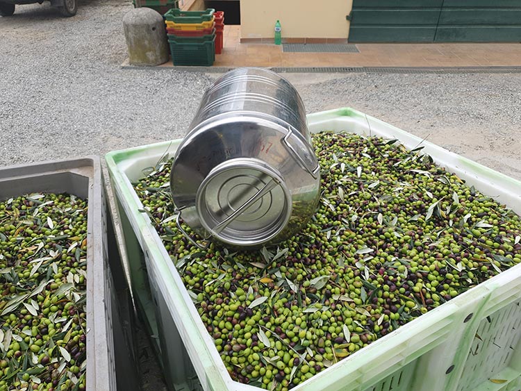 Frantoio Olive Oil Tuscany Lucca 2020 Gracie Opulanza made in italy (11)