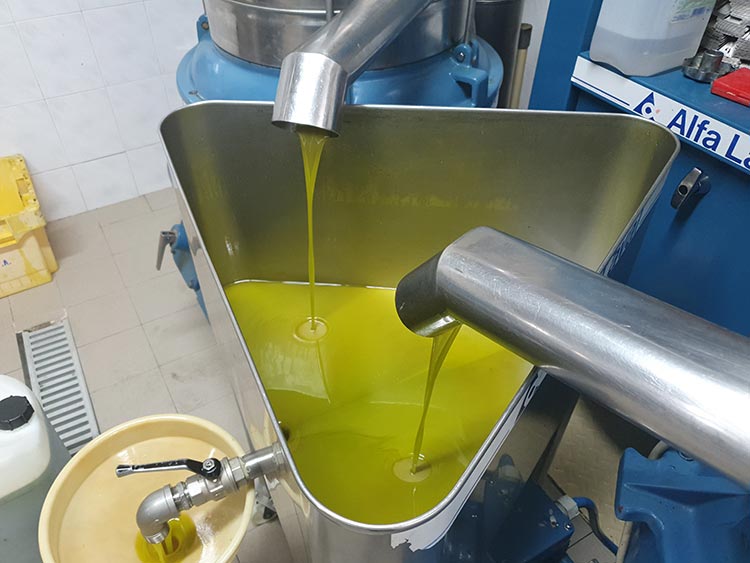 Frantoio Olive Oil Tuscany Lucca 2020 Gracie Opulanza made in italy (11)