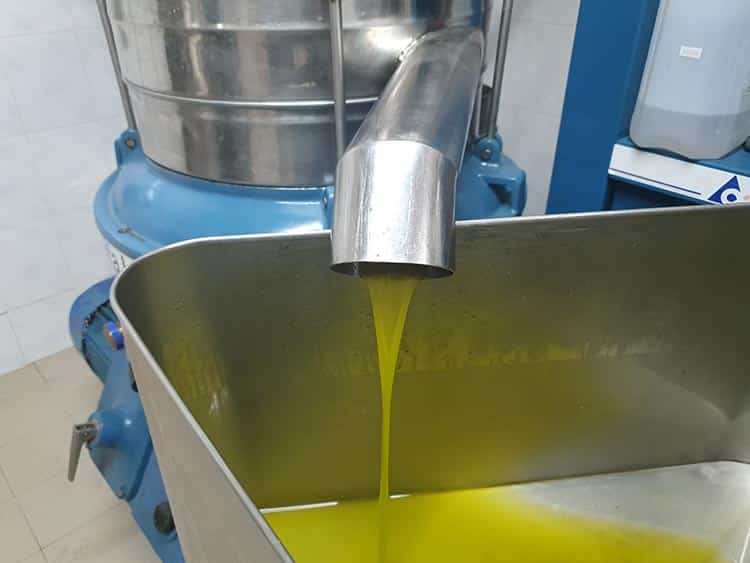 Frantoio Olive Oil Tuscany Lucca 2020 Gracie Opulanza made in italy (3)