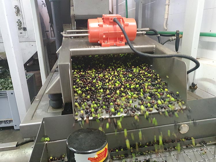 Frantoio Olive Oil Tuscany Lucca 2020 Gracie Opulanza made in italy (3)