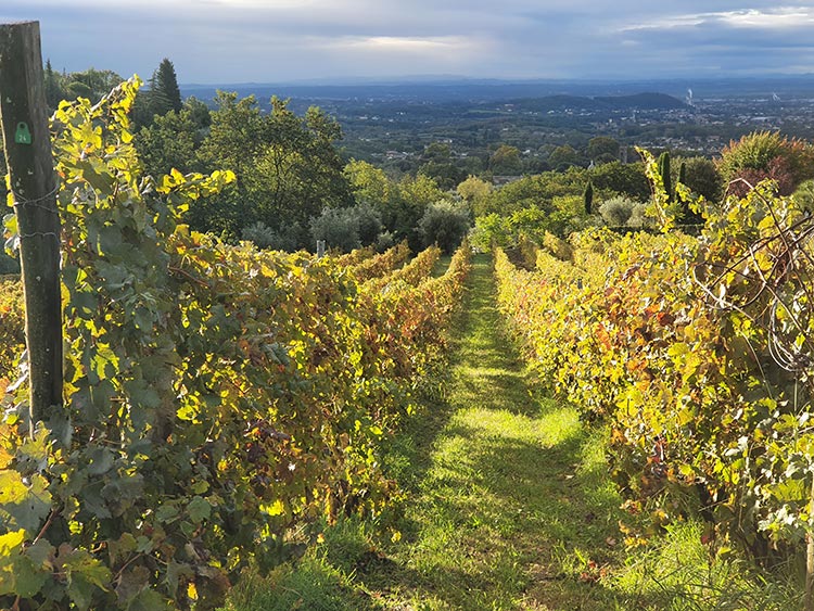Fattoria Mansi Bernardini Lucca Tuscany (2) Vineyards