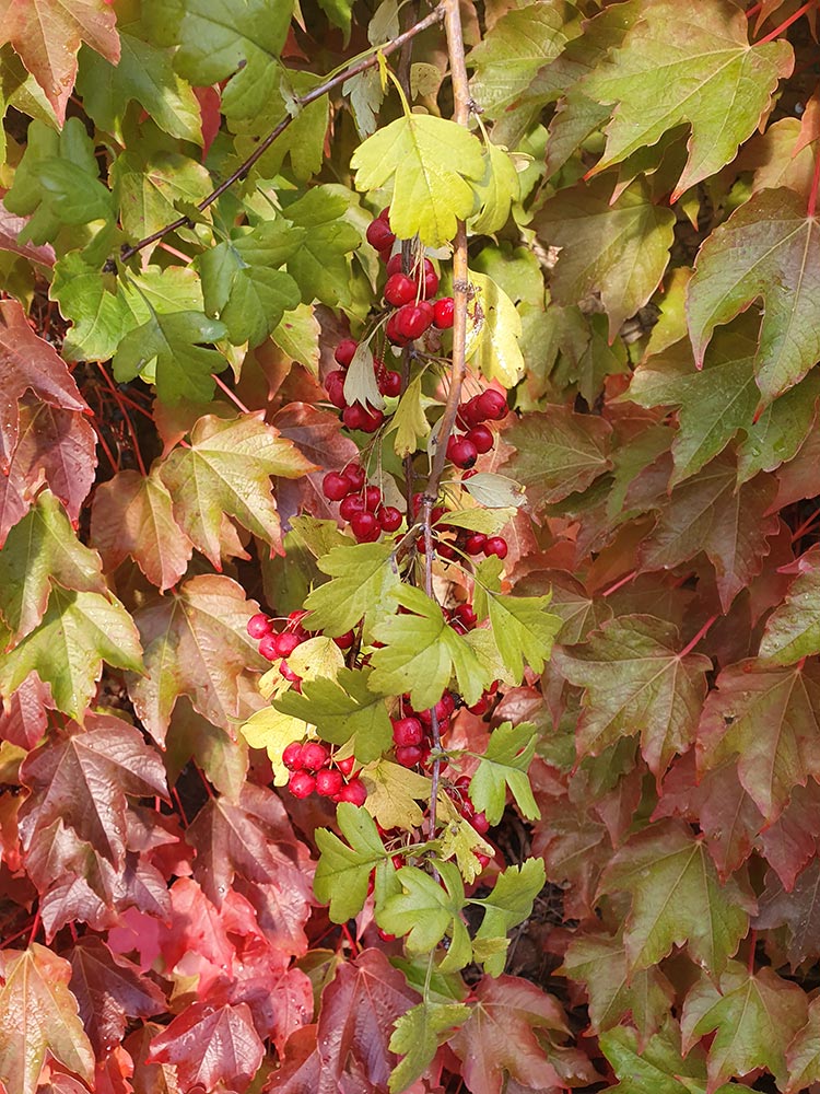 Fattoria Mansi Bernardini Lucca Tuscany (2)
