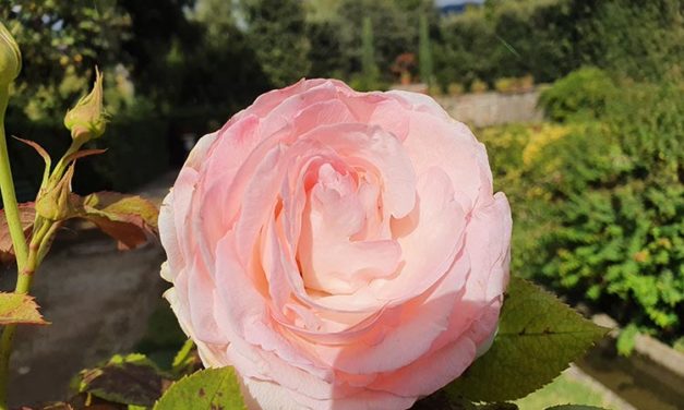 Tuscany Italy – Nature Is My Best Covid 19 Friend