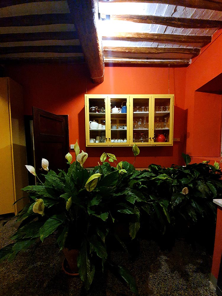 indoor plants for christmas