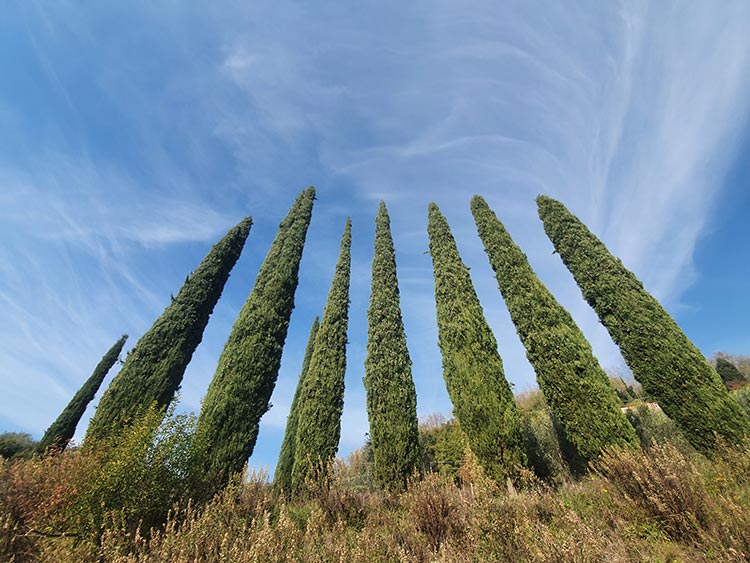 cypress trees tuscany
