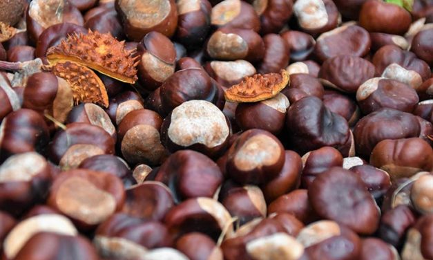 Chestnut – The Perfect Vegan Snack Bite