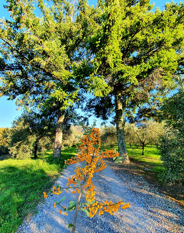 Christmas Decorations &ndash; Sustainable Tips From Your Garden