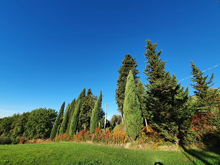 Christmas Decorations - Sustainable Tips From Your Garden (15)