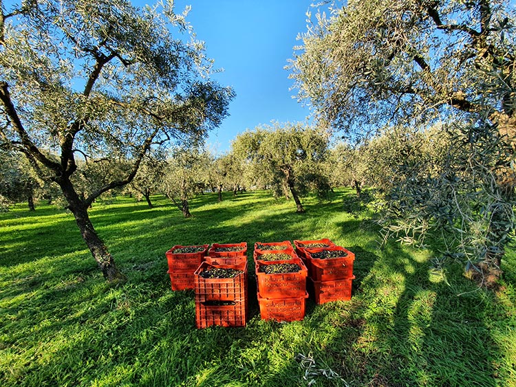 olive trees