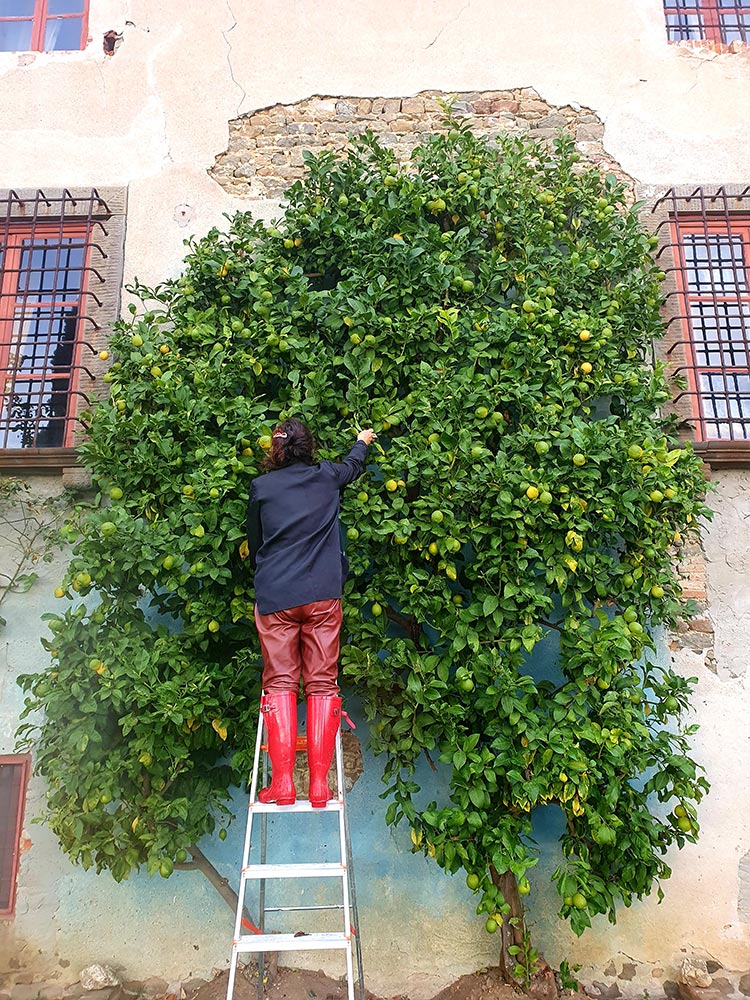 Fattoria Mansi Bernardini Tuscany Italy 2020 (12)Lemons