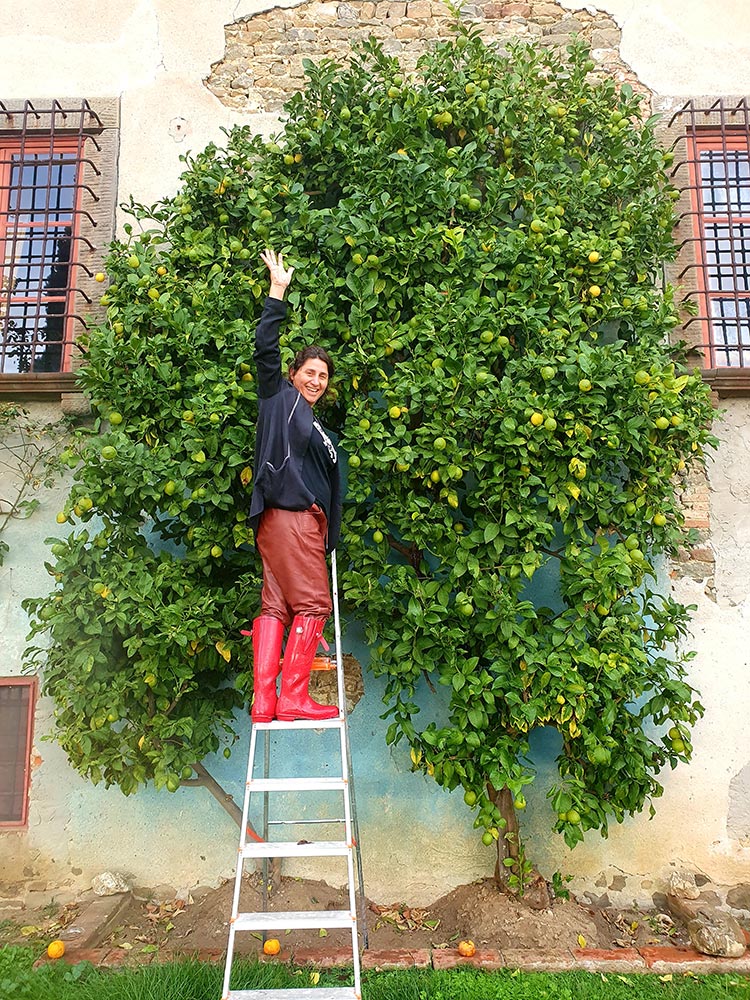 Fattoria Mansi Bernardini Tuscany Italy 2020 (12) lemons