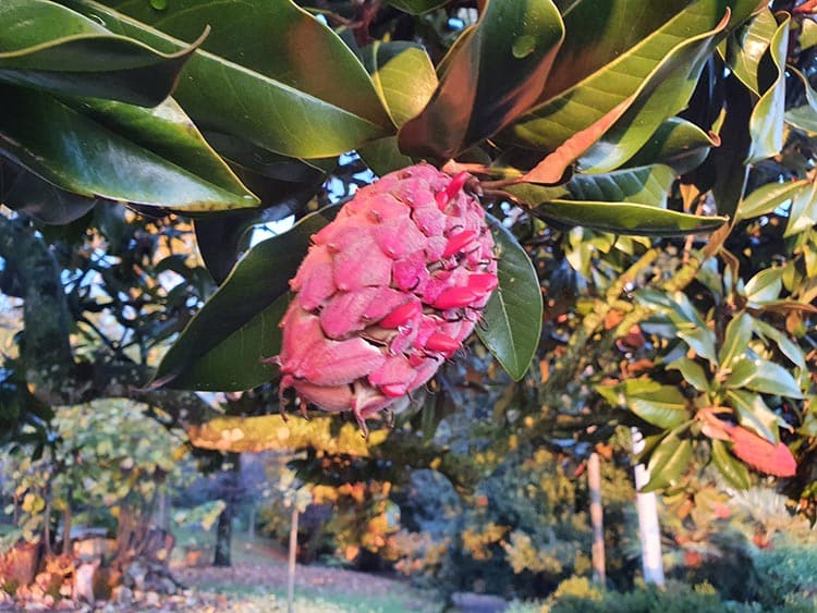 christmas cone Tuscany Italy 2020 (2)