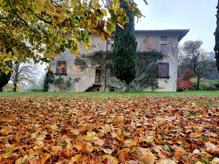 Flowers – Mental Wellness During Lockdown
