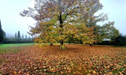 Flowers & Nature – My Mental Wellness During Lockdown