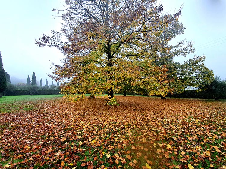 Flowers & Nature – My Mental Wellness During Lockdown