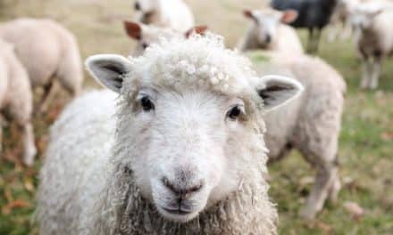Woolmark Australia – Raising Quality Awareness Of Wool