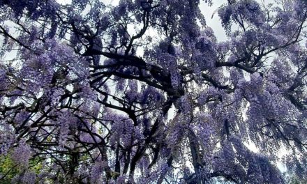 Mental Health Sleeping Tips –  Separate Bedrooms Versus Divorce