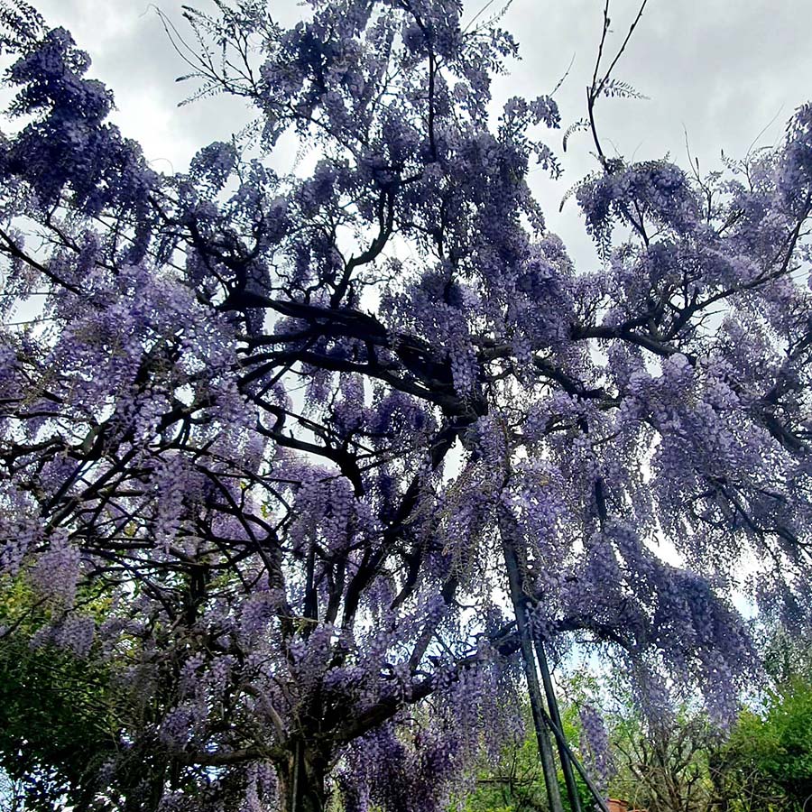 Chinese Westeria Tuscany gracie opulanza