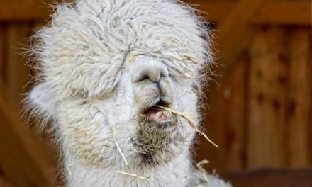 Wool – Haute Couture Of Knitwear