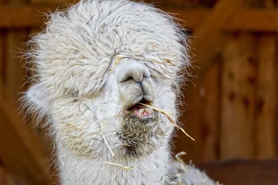 Wool – Haute Couture Of Knitwear