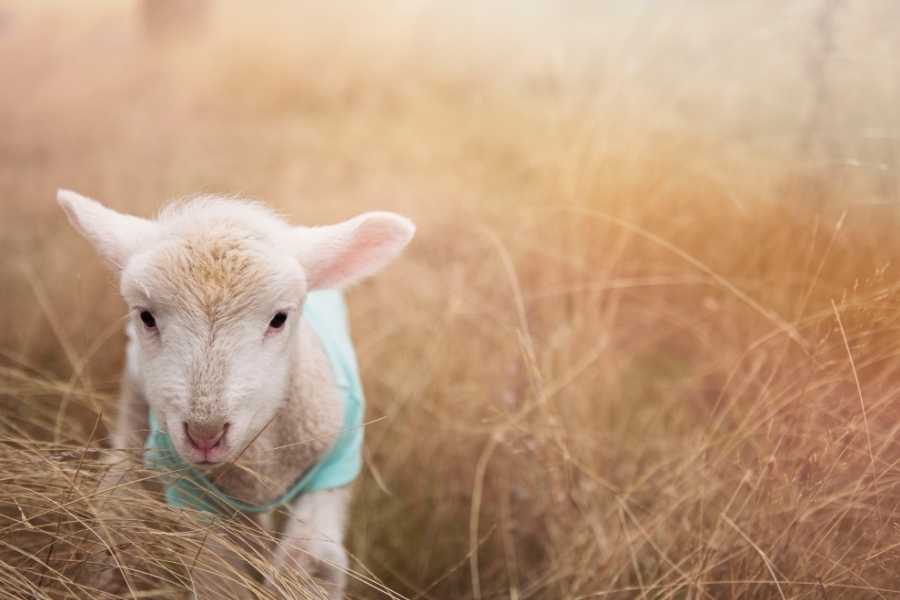 Wool, cashmere 2021 design sustainable fashion (3) lamb