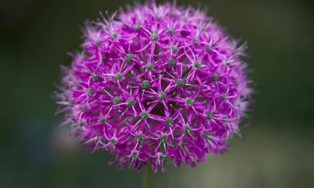 Embracing Purple – My Opulent Guide to Wearing the Color of Royalty