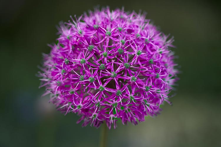 Embracing Purple – My Opulent Guide to Wearing the Color of Royalty