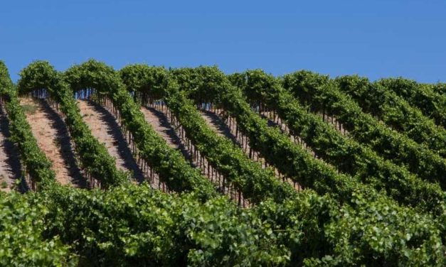 Tips to Enjoy Life to the Fullest