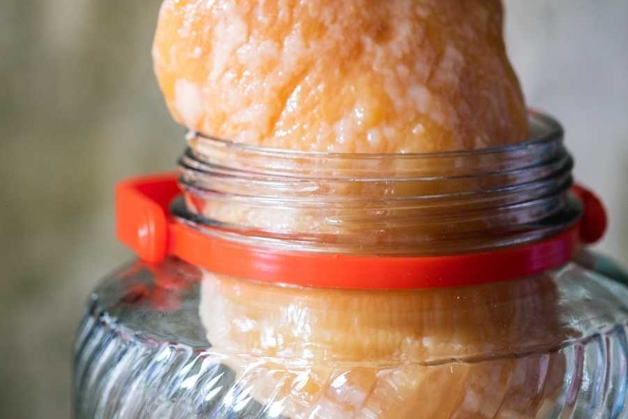 Kombucha Tea Leather