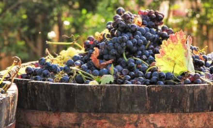 Real Leather Versus Grape Wine Leather