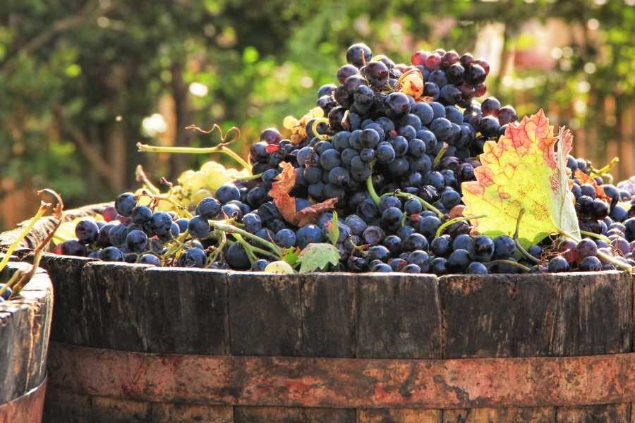 Real Leather Versus Grape Wine Leather