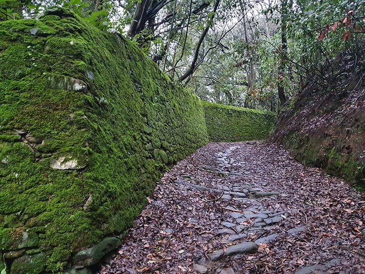 Tuscany Italy green Gracie Opulanza 2021 (3)