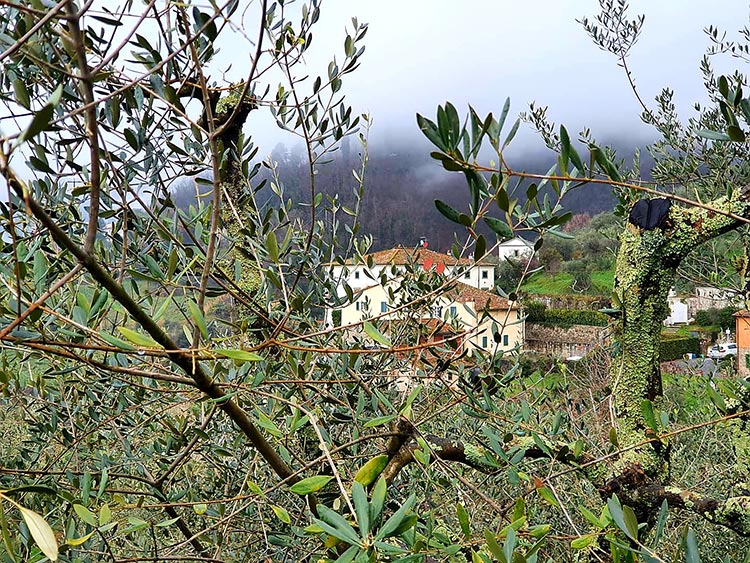 Tuscany Italy green Gracie Opulanza 2021 (3)