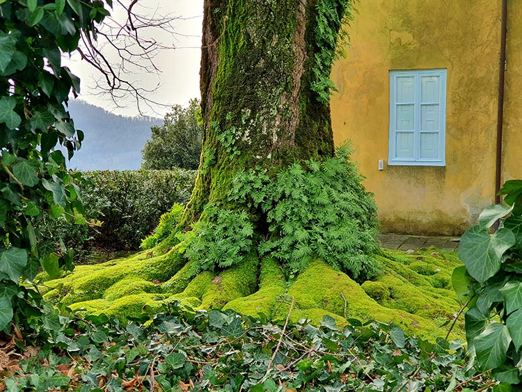 150 year old moss green tree Tuscany Italy