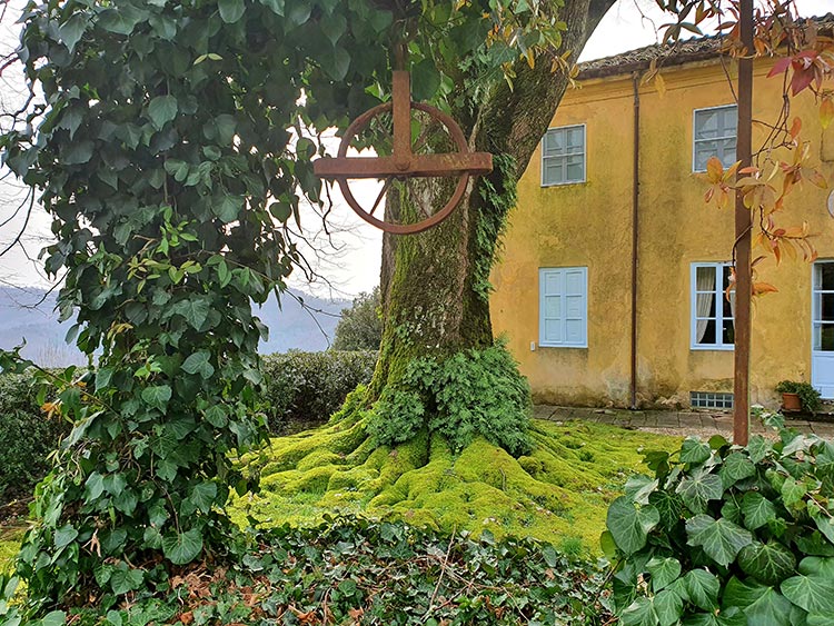 150 year old moss green tree Tuscany Italy