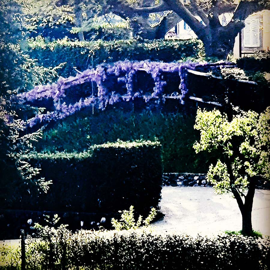 Chinese Westeria Tuscany 2021 gracie opulanza (2)