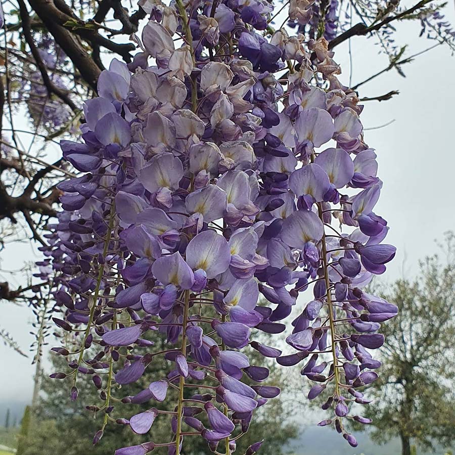 Chinese Westeria Tuscany 2021 gracie opulanza (2)