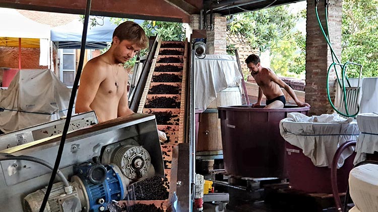 Tuscany-Wine-making-Italy-Lucca