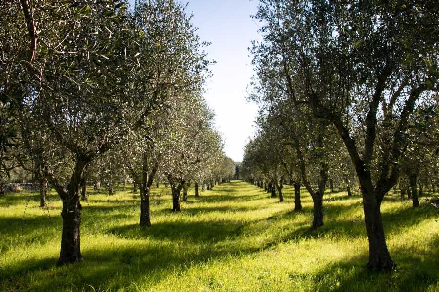 olive tree hope prosperity (2)